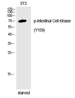 Intestinal Cell Kinase (Phospho-Tyr159) Polyclonal Antibody