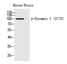 Dynamin I (Phospho-Ser778) Polyclonal Antibody