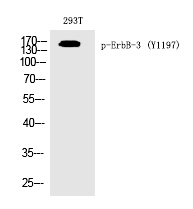 ErbB-3 (Phospho-Tyr1197) Polyclonal Antibody