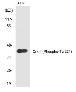 Crk II (Phospho-Tyr221) Polyclonal Antibody