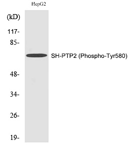 SH-PTP2 (Phospho-Tyr580) Polyclonal Antibody