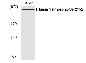 Filamin 1 (Phospho-Ser2152) Polyclonal Antibody