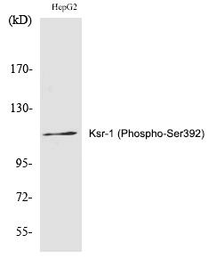 Ksr-1 (Phospho-Ser392) Polyclonal Antibody