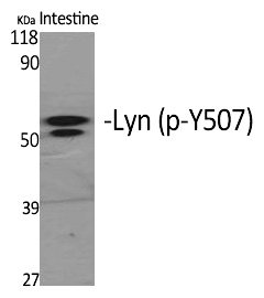 Lyn (Phospho-Tyr508) Polyclonal Antibody