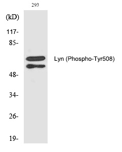 Lyn (Phospho-Tyr508) Polyclonal Antibody