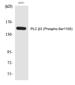 PLC β3 (Phospho-Ser1105) Polyclonal Antibody