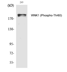 WNK1 (Phospho-Thr60) Polyclonal Antibody