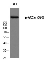 ACCα (Phospho-Ser80) Polyclonal Antibody