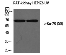 Ku-70 (Phospho-Ser5) Polyclonal Antibody