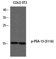 PEA-15 (Phospho-Ser116) Polyclonal Antibody