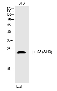 p23 (Phospho-Ser113) Polyclonal Antibody