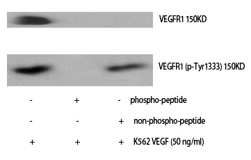 Flt-1 (Phospho-Tyr1333) Polyclonal Antibody