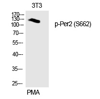 Per2 (Phospho-Ser662) Polyclonal Antibody