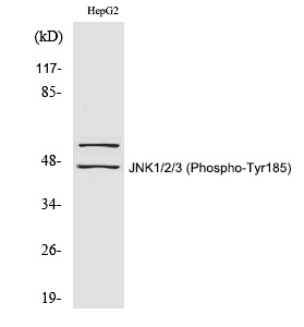 JNK1/2/3 (Phospho-Tyr185) Polyclonal Antibody