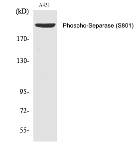 Separase (Phospho-Ser801) Polyclonal Antibody