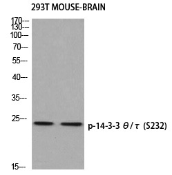 14-3-3 θ/τ (Phospho-Ser232) Polyclonal Antibody