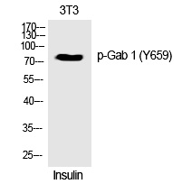 Gab 1 (Phospho-Tyr659) Polyclonal Antibody