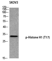 Histone H1 (Phospho-Thr17) Polyclonal Antibody