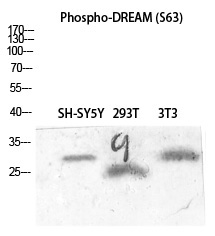 DREAM (Phospho-Ser63) Polyclonal Antibody