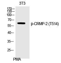 CRMP-2 (Phospho-Thr514) Polyclonal Antibody