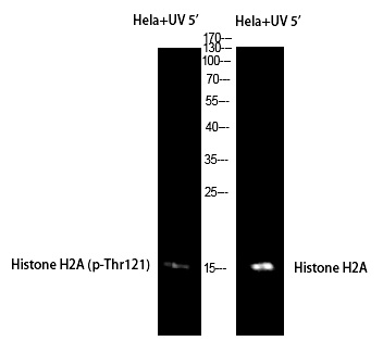 Histone H2A (Phospho-Thr121) Polyclonal Antibody