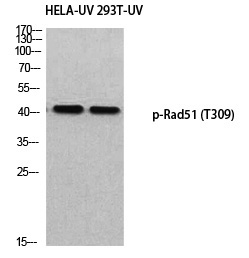 Rad51 (Phospho-Thr309) Polyclonal Antibody