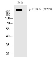 ErbB-3 (Phospho-Tyr1289) Polyclonal Antibody