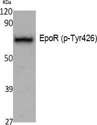 EpoR (Phospho-Tyr426) Polyclonal Antibody