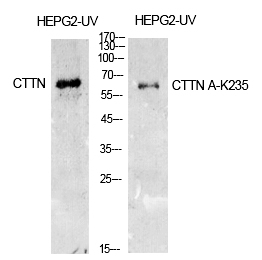 Cortactin (Acetyl-Lys235) Polyclonal Antibody