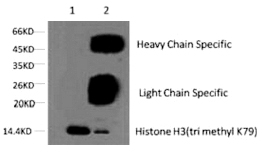 Histone H3 (Tri-Methyl-Lys79) Monoclonal Antibody