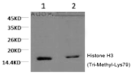 Histone H3 (Tri-Methyl-Lys79) Monoclonal Antibody