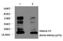 Histone H3 (Mono-Methyl-Lys79) Monoclonal Antibody