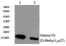 Histone H3 (Di-Methyl-Lys27) Monoclonal Antibody