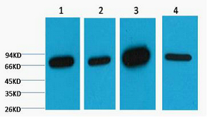 Lamin B1 Monoclonal Antibody