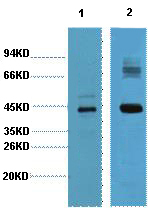 AMACR Monoclonal Antibody