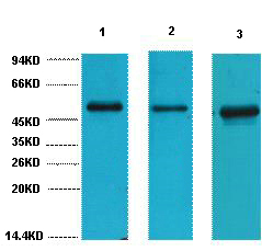 FH Monoclonal Antibody