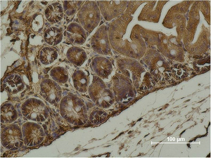 α-SMA Monoclonal Antibody