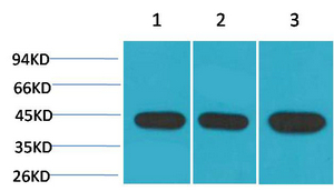 α-SMA Monoclonal Antibody