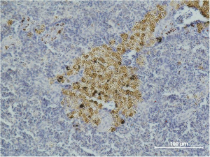 Caspase-8 Monoclonal Antibody