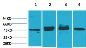 GAP-43 Monoclonal Antibody