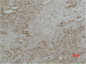 CYCS Monoclonal Antibody