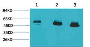 MICU1 Monoclonal Antibody