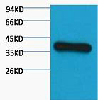 GAPDH Monoclonal Antibody