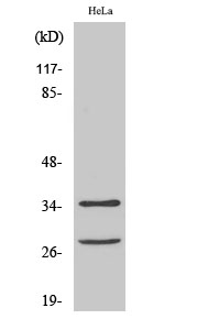 Cleaved-Caspase-6 p18 (D162) Polyclonal Antibody