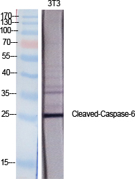 Cleaved-Caspase-6 p18 (D162) Polyclonal Antibody