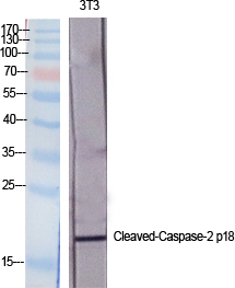 Cleaved-Caspase-2 p18 (G170) Polyclonal Antibody