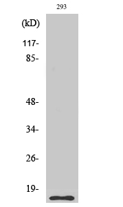 Cleaved-Caspase-5 p10 (S331) Polyclonal Antibody