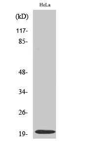 Cleaved-Caspase-5 p20 (D121) Polyclonal Antibody