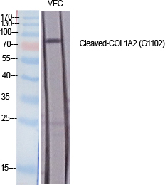 Cleaved-COL1A2 (G1102) Polyclonal Antibody