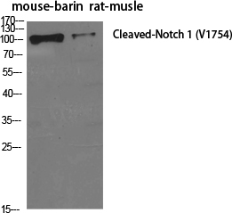 Cleaved-Notch 1 (V1754) Polyclonal Antibody